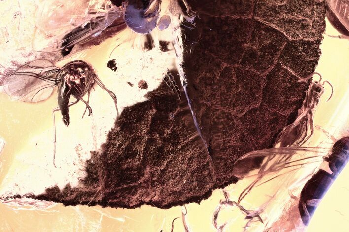 Two Fossil Dark-Winged Fungus Gnats & Partial Leaf In Baltic Amber #343439